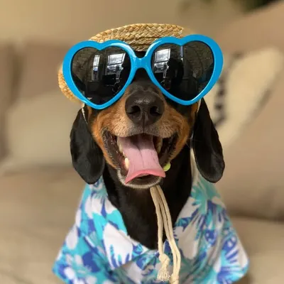 Bruno the Mini Dachshund profile