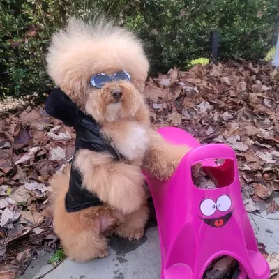 Bubalah Poochie profile