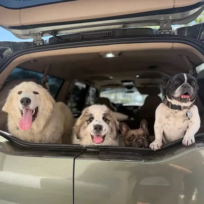 Lexi | Goog | Daisy | Duke profile