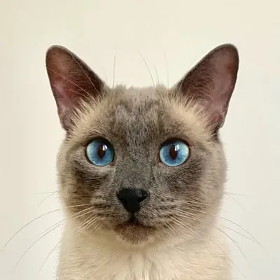 Bucky & Família profile