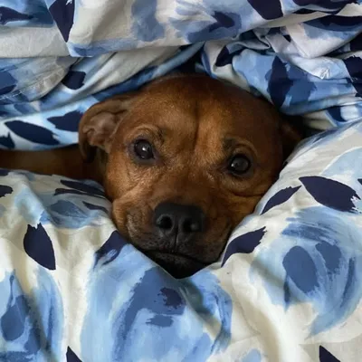 Buddy profile