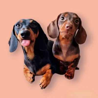 Buddy & Freddie profile