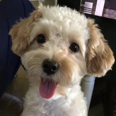 Buddy The Morkie profile