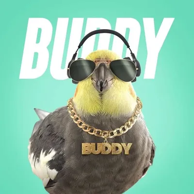 Buddy profile