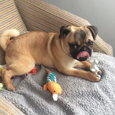 Buddy profile