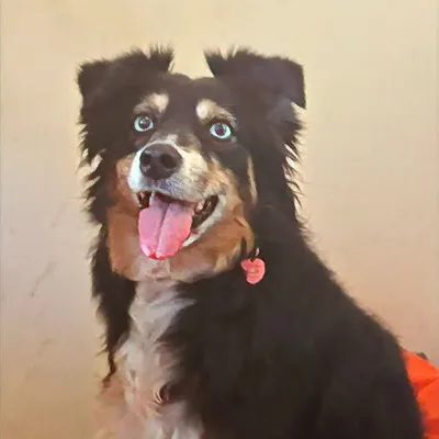 Bonny Ogent profile