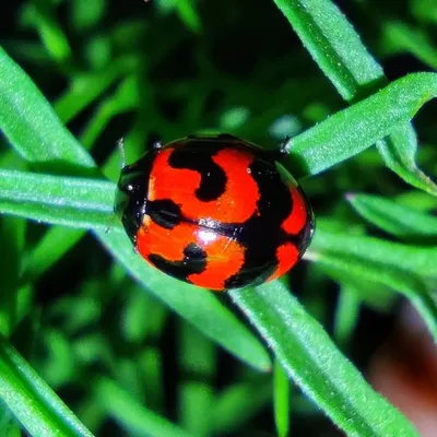 Bugmologi profile