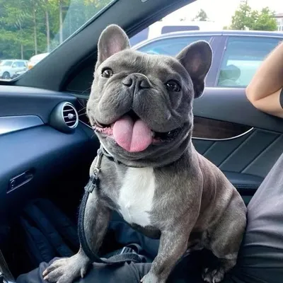 Bulldog Official profile
