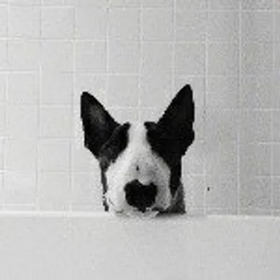 I Love Bull Terrier profile
