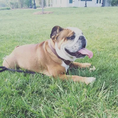 Brutus the Bulldog profile
