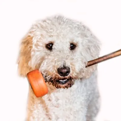 Bully Grip eco-friendly Dog Products profile