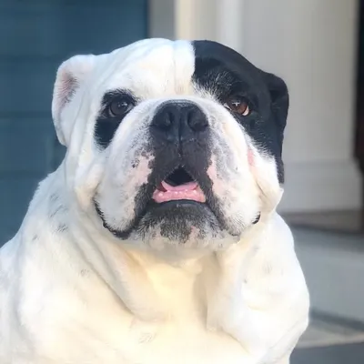 Bullyfambam Dog Blog & Influencer profile