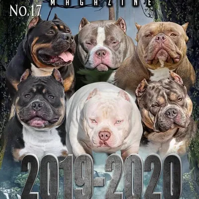 BULLY KING Magazine profile