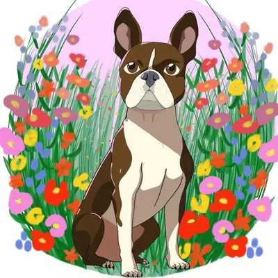 Bumi the Brindle Boston profile