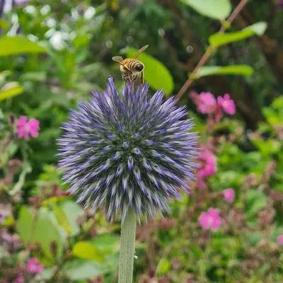 bummelgarten profile