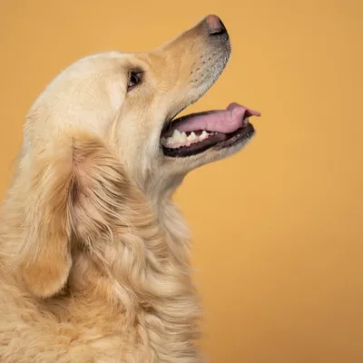 BUNIIES DOG CLUB profile