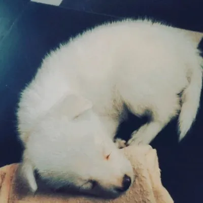 Bunny profile