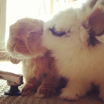 bunnymama profile