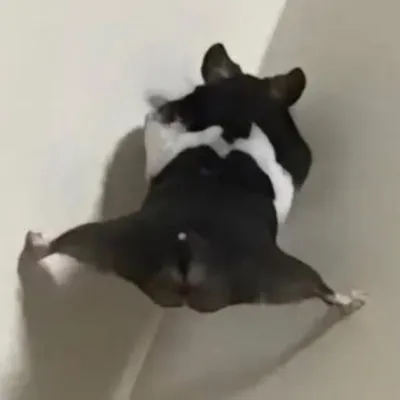 DAS profile
