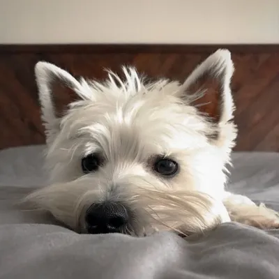 Bu the Westie profile