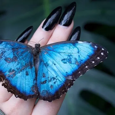Sarah Folts 🦋 TheButterflyBabe profile