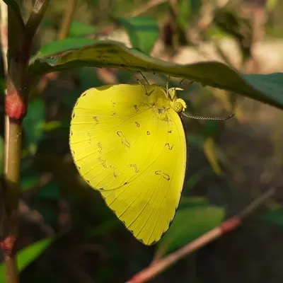 Butterfly Club profile