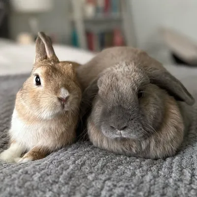 BUTTERCUP & OREO ♡ profile