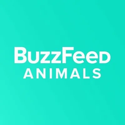 BuzzFeed Animals profile