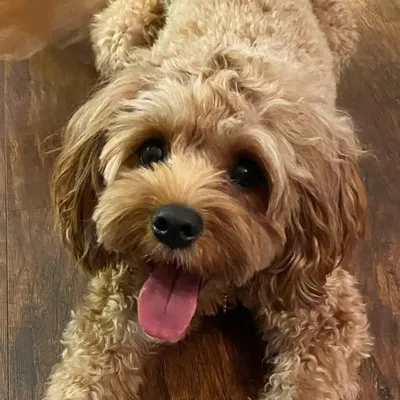 Rye the Cavapoo profile