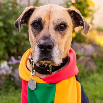 Byron the Female Rescue Pup profile