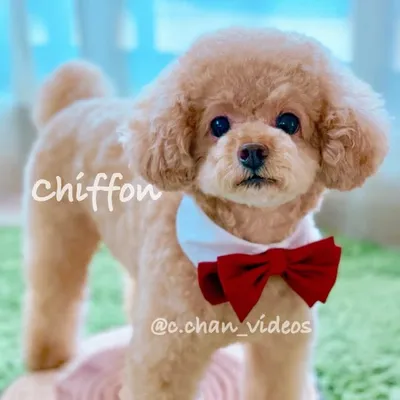 Chiffon🧸🍀 profile