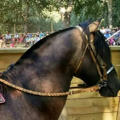 caballos chilenos profile