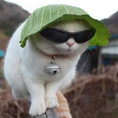 Cabbage Cat Memes profile