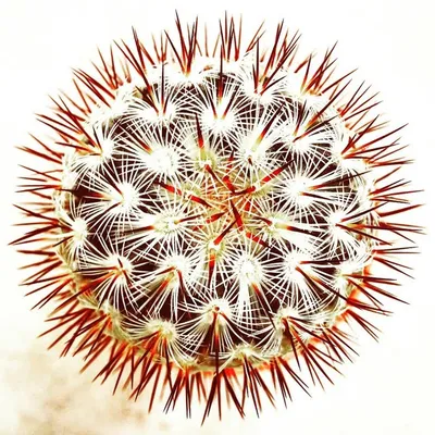 cactus collector profile