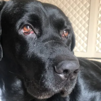 Caesar The Labrador profile