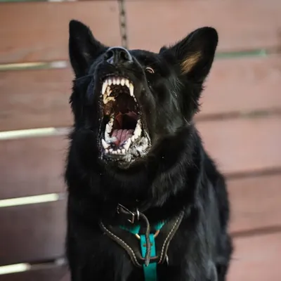Mary & Her GSD Pack profile