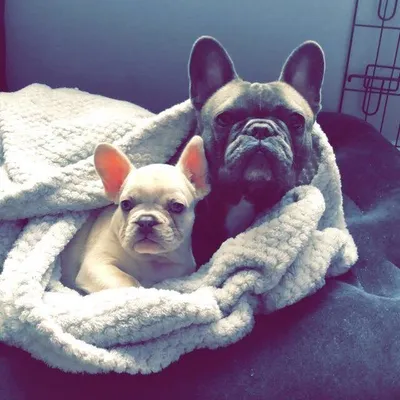 Cali-bo and madison profile