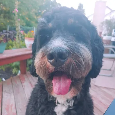 Cali Star Bernard "oodles" profile