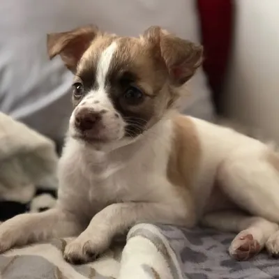 Calico🐾 Instagram profile photo