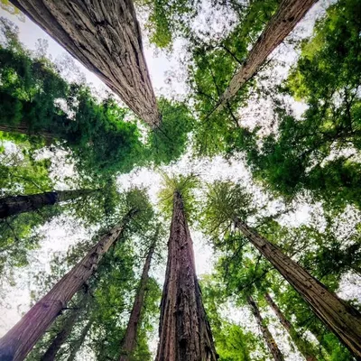 California Foodie Traveler profile