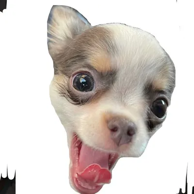 Cali Bluebell Chihuahua profile