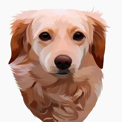 Callie The English Cream Doxie profile