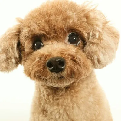 カルム モフモフなトイプードル🐩 profile