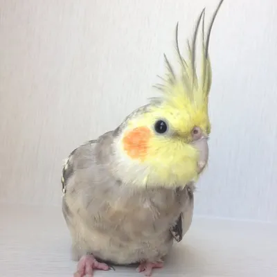 Calopsitabeto profile