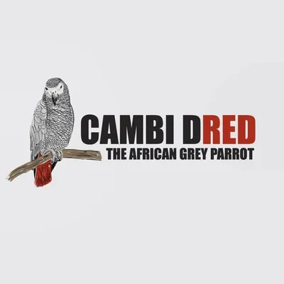 Superstar Cambi Dred🌟 profile