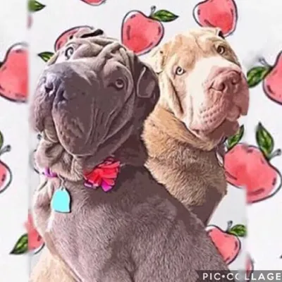 ๐ Camilo & Manola ๐ profile