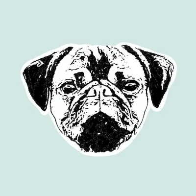 Dieta Barf y Educación Canina profile