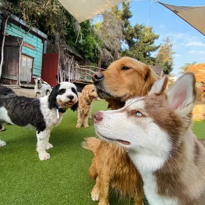 Camp Canine ๐ถ profile