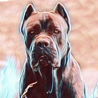 CANE CORSO ® profile