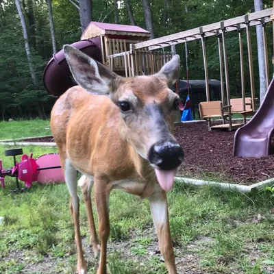 Canela The Doe profile
